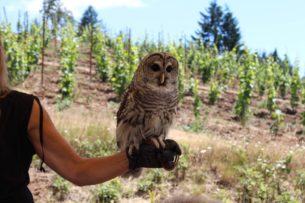 Chris James Cellars | Award winning wines | distinctive whites.  | meal takeaway | 12000 Old Wagon Rd, Carlton, OR 97111, USA | 5038521135 OR +1 503-852-1135