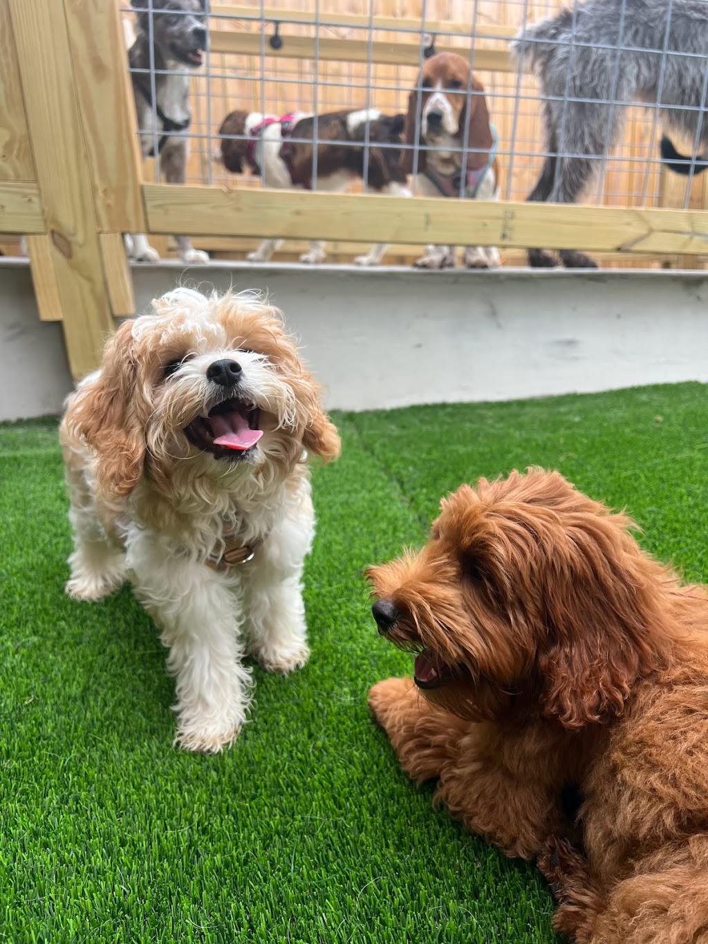 The Bark | restaurant | 601 Lamar St, Knoxville, TN 37917, USA | 8654443894 OR +1 865-444-3894