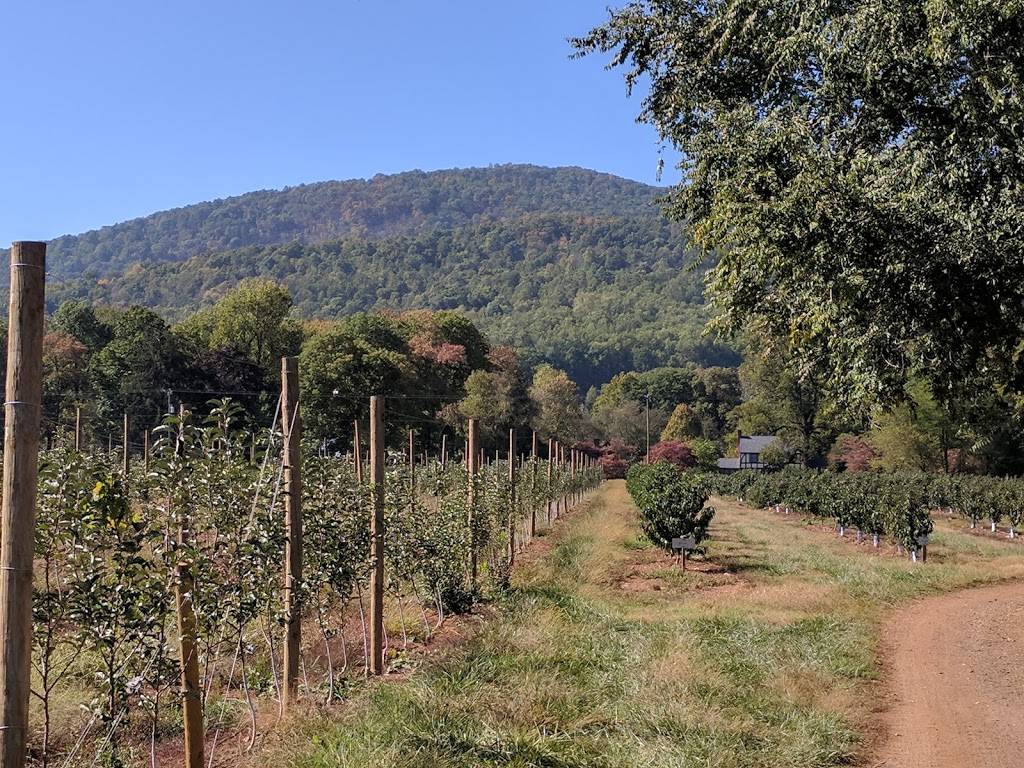 Bold Rock Chiles Peach | restaurant | 1351 Greenwood Rd, Crozet, VA 22932, USA | 4348232993 OR +1 434-823-2993