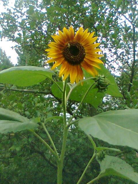 R J Management | restaurant | 5252 Turney Rd, Cleveland, OH 44125, USA | 2165816464 OR +1 216-581-6464