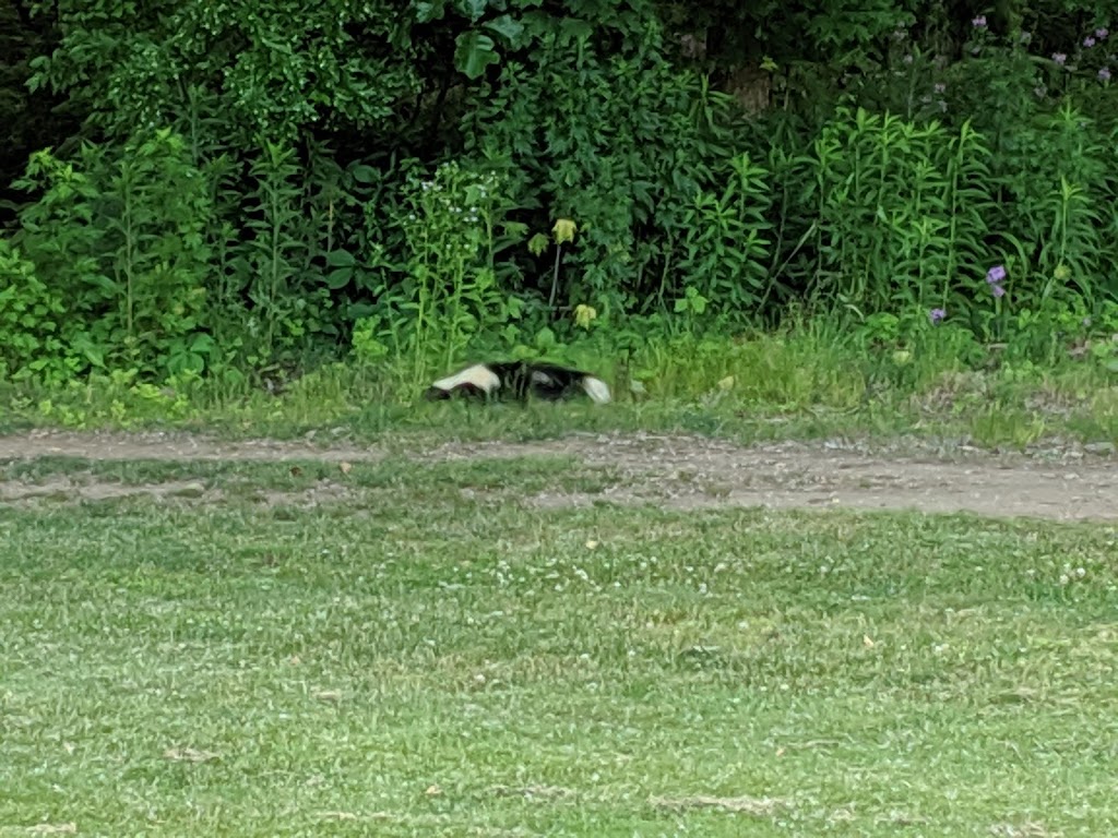 Canaan Country Club and The Belted Cow | restaurant | 74 High St, Canaan, CT 06018, USA | 8608247683 OR +1 860-824-7683