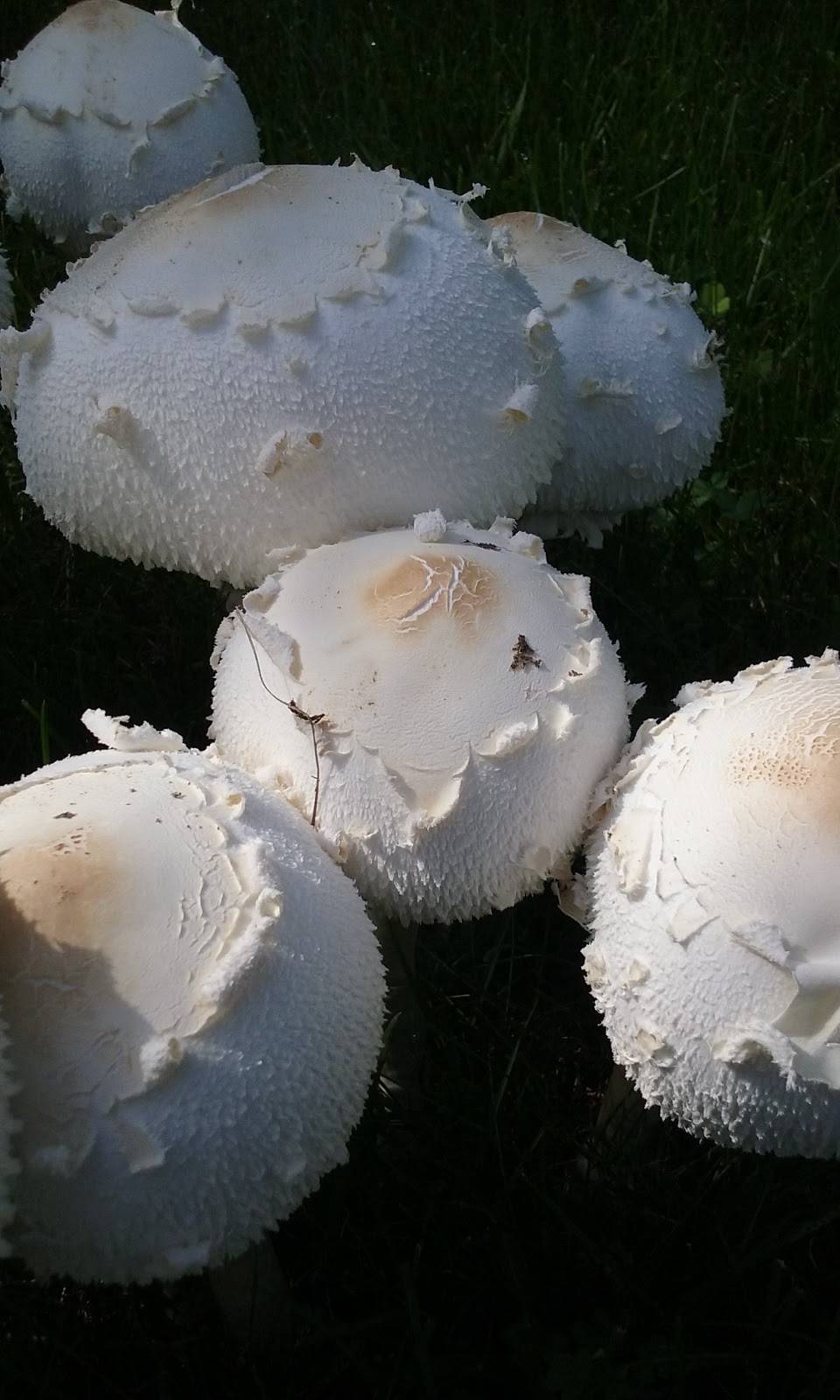 Skips Restaurant and Catering | restaurant | 16710 Lakeshore Rd, New Buffalo, MI 49117, USA | 2694693330 OR +1 269-469-3330