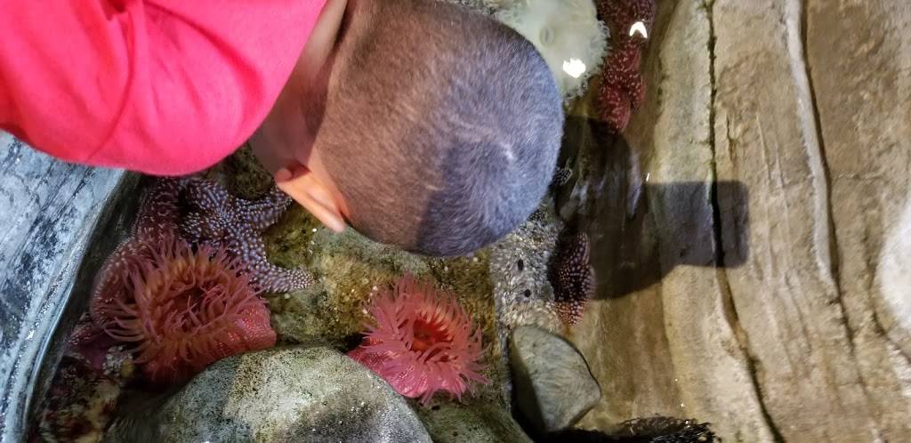 Ocean Journey Cafe | restaurant | 1 Legoland Dr, Carlsbad, CA 92008, USA | 7609185346 OR +1 760-918-5346