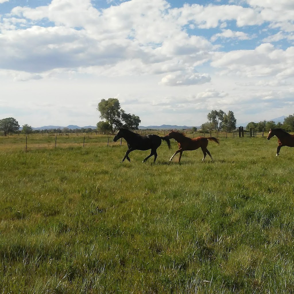 My Tias Café | restaurant | 107 NM-378, Cerro, NM 87519, USA | 5755862203 OR +1 575-586-2203