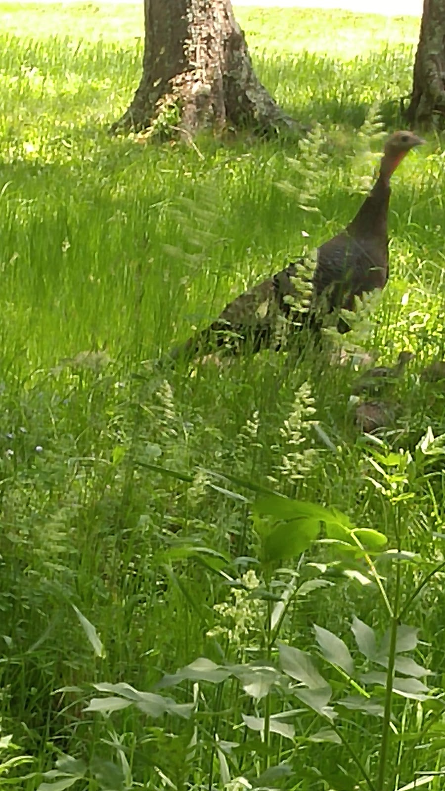 Easton Country Club | restaurant | 265 Purchase St, South Easton, MA 02375, USA | 5082382500 OR +1 508-238-2500