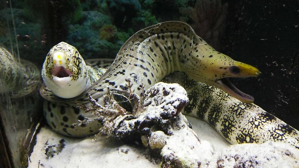 Villa Del Mar | restaurant | 5668 N Mesa St, El Paso, TX 79912, USA | 9155841888 OR +1 915-584-1888