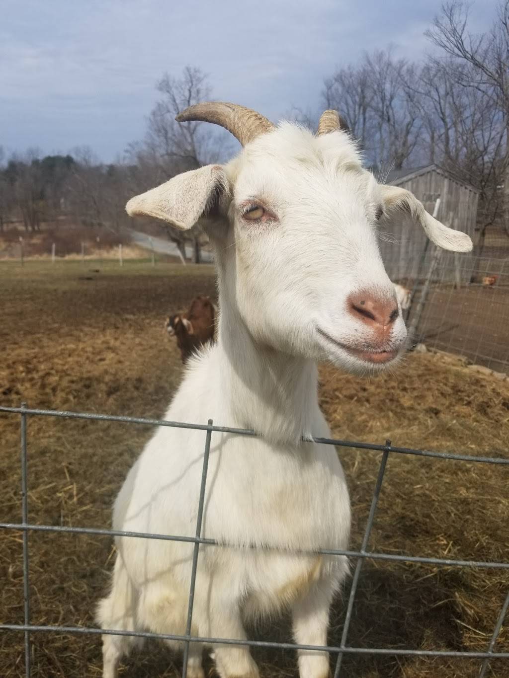 Schultz Farm and Barnside Cafe | cafe | 163 Maple Ave, Rutland, MA 01543, USA | 7742340405 OR +1 774-234-0405