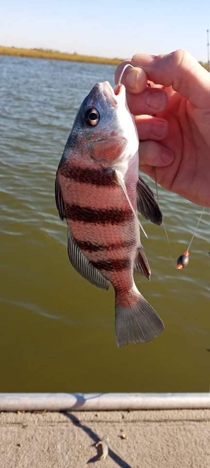 Want More Bait Bar and Grill | restaurant | 7827 2nd St, Hitchcock, TX 77563, USA | 4099275912 OR +1 409-927-5912