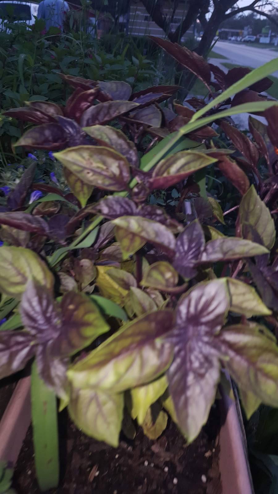 Blue Water Bay | restaurant | 319 FL-26, Melrose, FL 32666, USA | 3524751928 OR +1 352-475-1928