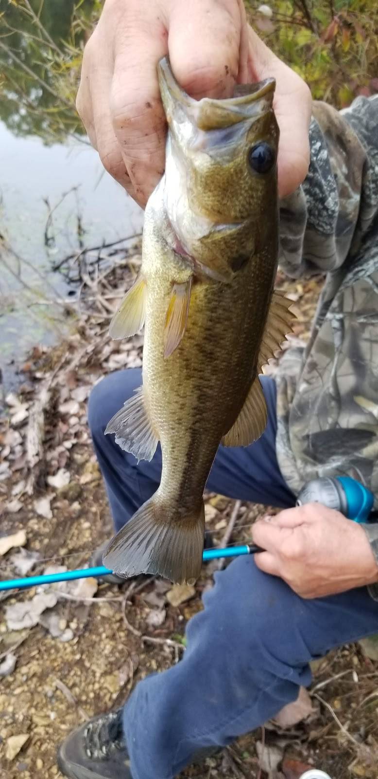 Bellevue Drive-In | restaurant | 9787 Battle Creek Hwy, Bellevue, MI 49021, USA | 2697630094 OR +1 269-763-0094