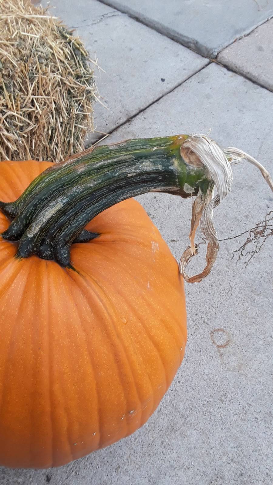 Starbucks | cafe | 2318 17th Ave, Longmont, CO 80501, USA | 3036515683 OR +1 303-651-5683