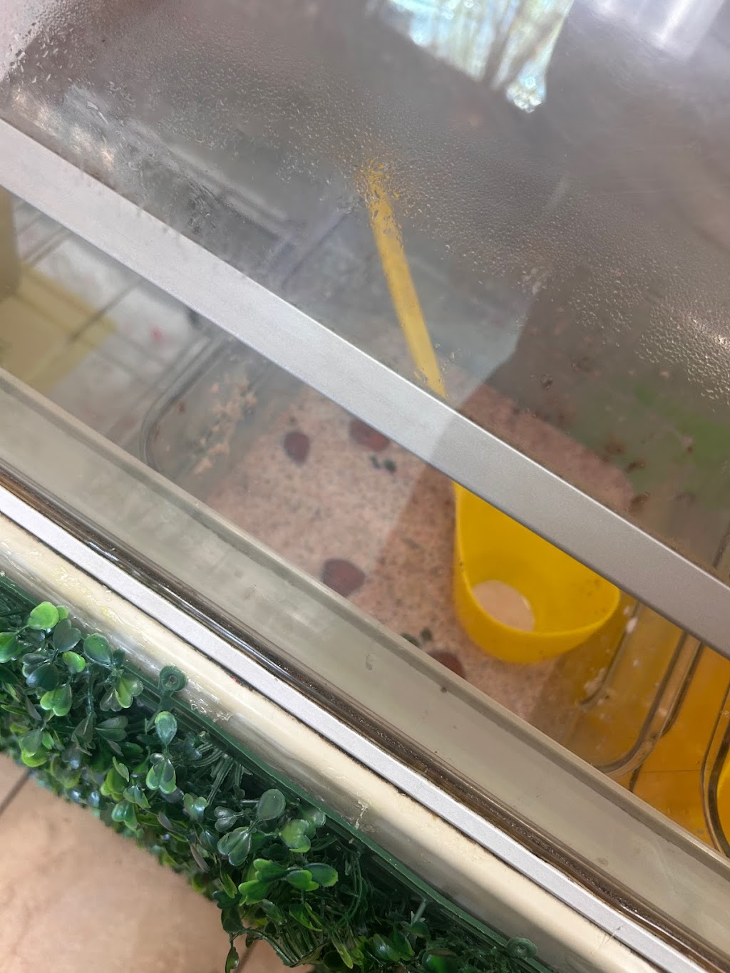 AZ frescas | restaurant | 5150 W Olive Ave, Glendale, AZ 85302, USA | 6232486764 OR +1 623-248-6764