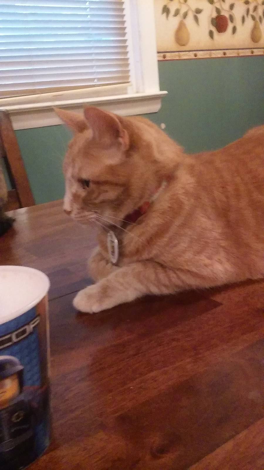 Ritas Italian Ice & Frozen Custard | restaurant | 499 Domino Ln, Philadelphia, PA 19128, USA | 2154834000 OR +1 215-483-4000