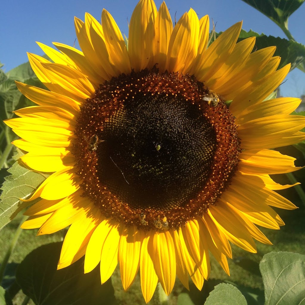 Coriander Kitchen and Farm | restaurant | 14601 Riverside Blvd, Detroit, MI 48215, USA | 3138224434 OR +1 313-822-4434