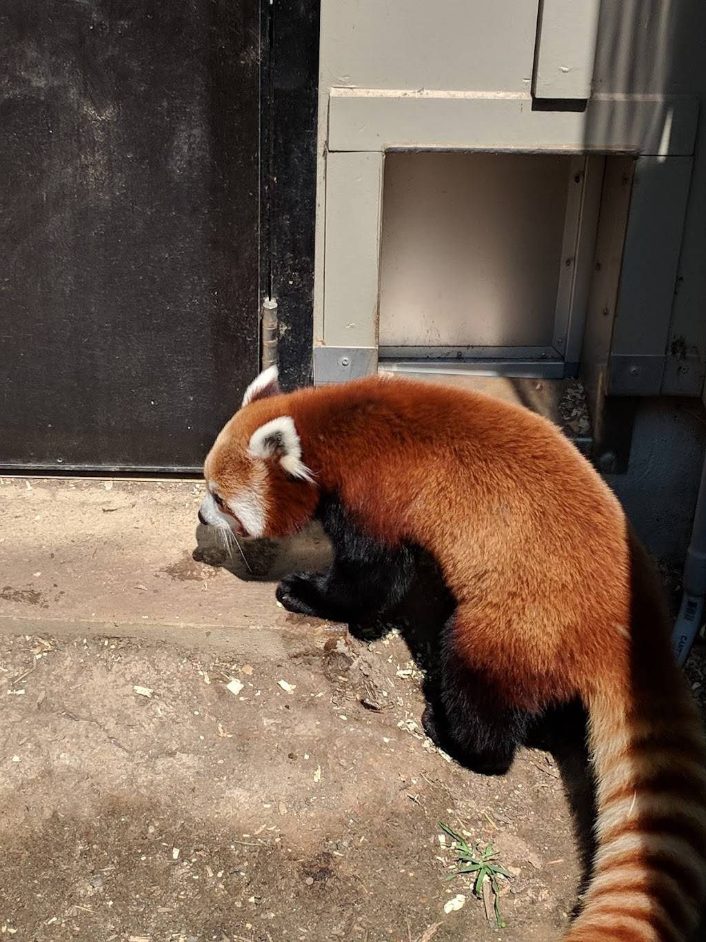 Panda Overlook Cafe | restaurant | Washington, DC 20008, USA | 2026334888 OR +1 202-633-4888