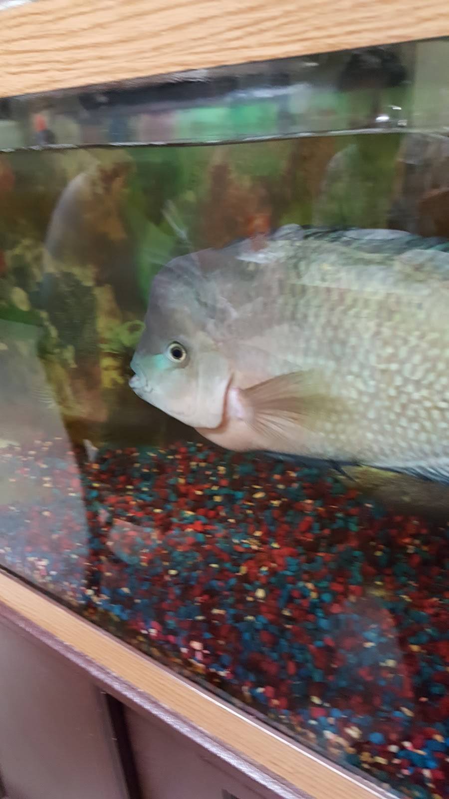 Thai Panda | restaurant | 5616 S Gibraltar Way, Centennial, CO 80015, USA | 3034003510 OR +1 303-400-3510