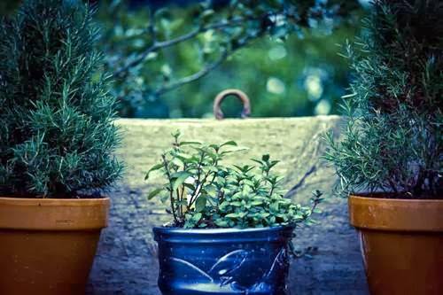 Mio Bistro Mobile | meal takeaway | JK Adams, 1430 Rte 30, Dorset, VT 05251, USA | 8023532999 OR +1 802-353-2999