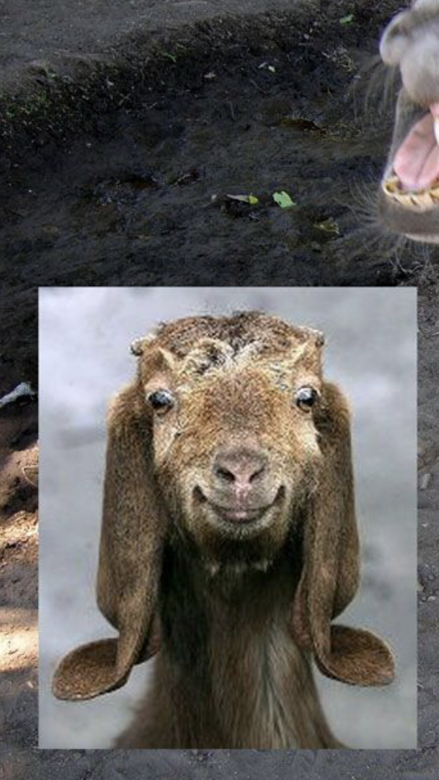 201 Food Fun Sports | restaurant | 375 W Passaic St, Rochelle Park, NJ 07662, USA | 2018431500 OR +1 201-843-1500