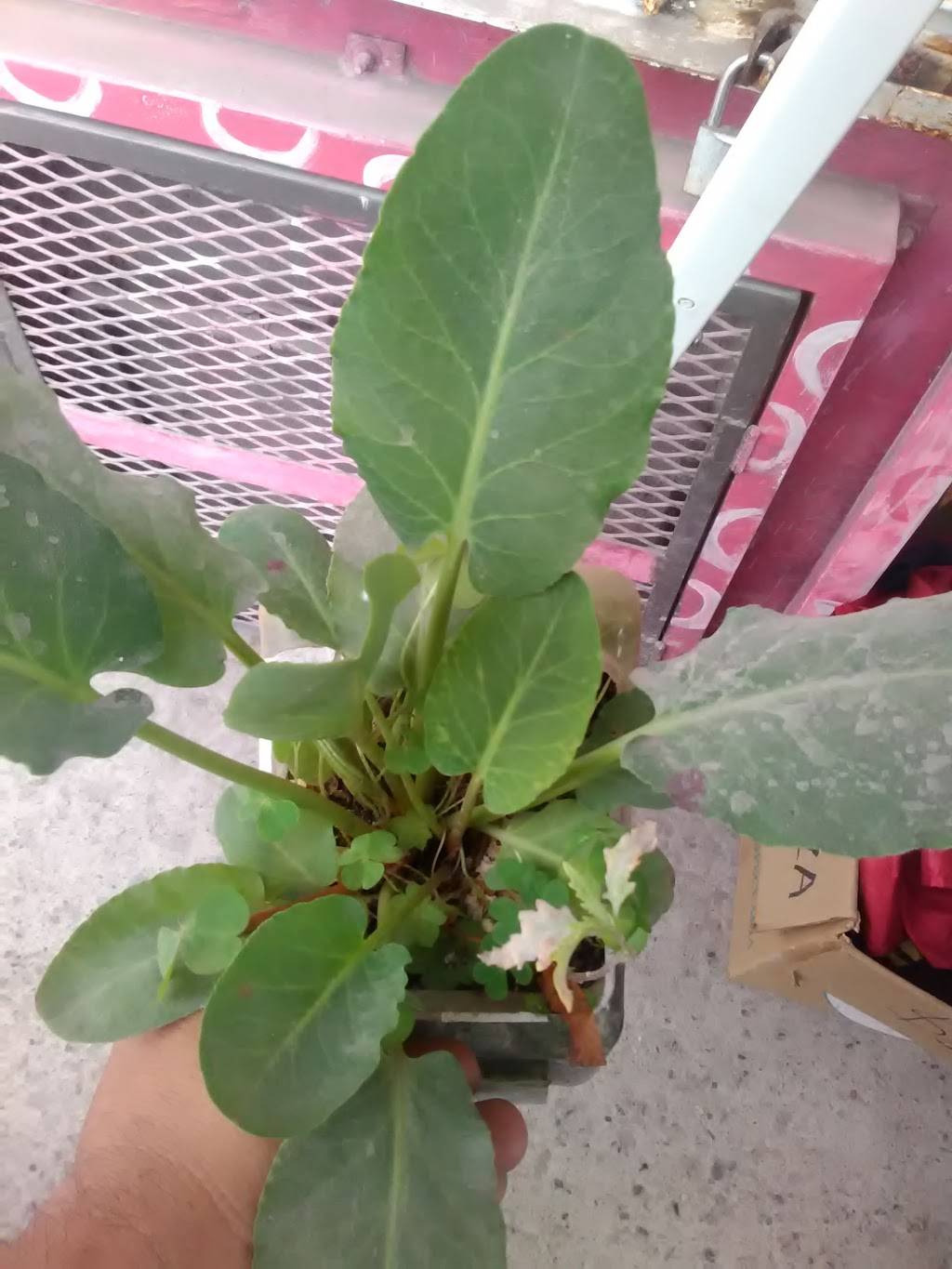 Rosticeria Lulus | restaurant | Benito Juárez 5, La Gloria, 22645 Tijuana, B.C., Mexico | 016646361008 OR +52 664 636 1008