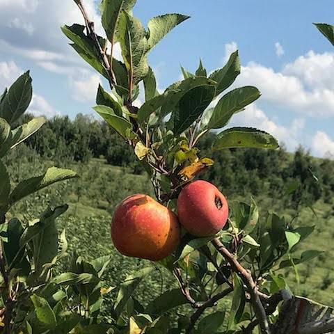 Mercier Orchards | bakery | 8660 Blue Ridge Dr, Blue Ridge, GA 30513, USA | 7066323411 OR +1 706-632-3411