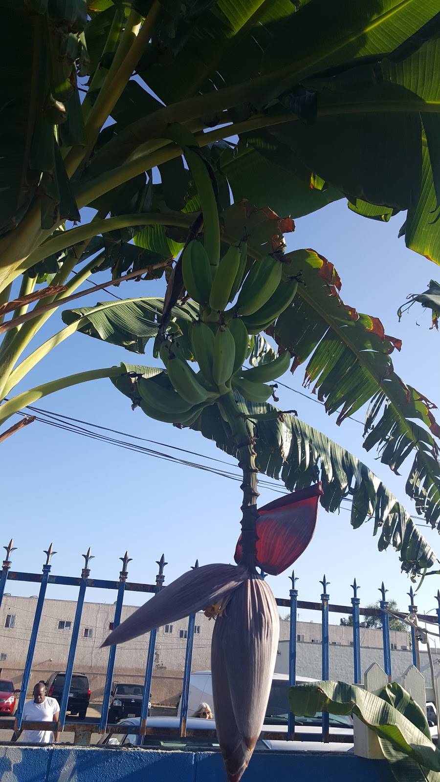 Main Charbroiled Burger | restaurant | 806 S Main St, Santa Ana, CA 92701, USA | 7145473878 OR +1 714-547-3878