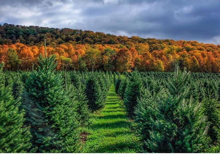 Purinton Maple and Tree Farm | restaurant | 190 Pond Rd, Huntington, VT 05462, USA | 8024344385 OR +1 802-434-4385