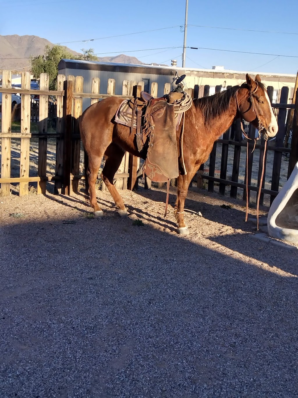 Ramblin’ Dan’s Bar & Grill | restaurant | 25575 AZ-89, Congress, AZ 85332, United States | 9289256509 OR +1 928-925-6509