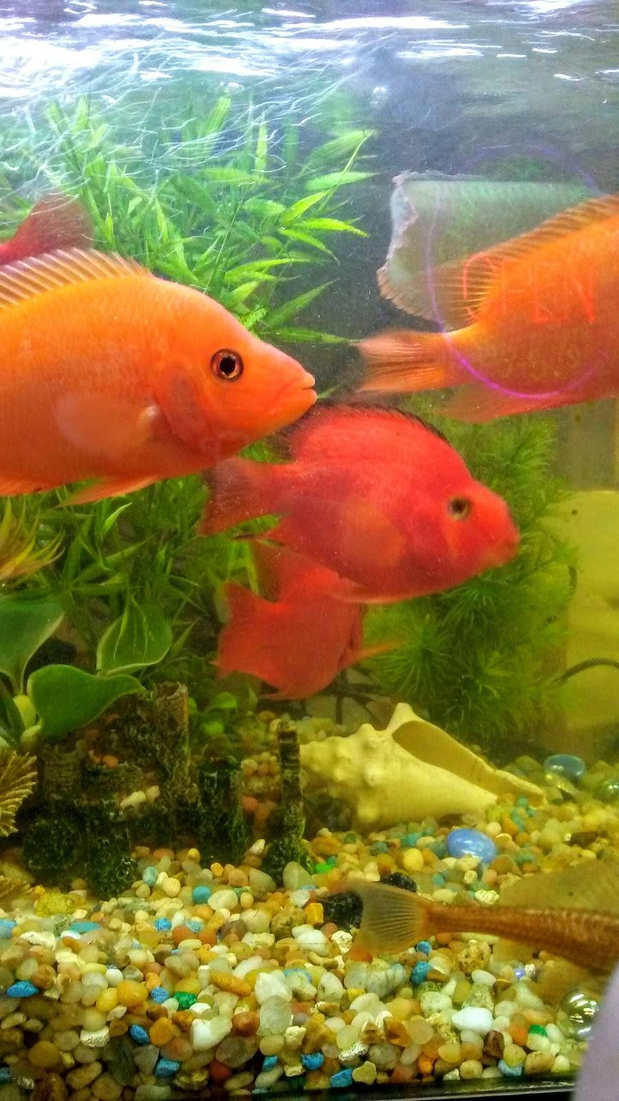 Lucky Star | restaurant | 94-19 Astoria Blvd, East Elmhurst, NY 11369, USA | 7184585252 OR +1 718-458-5252