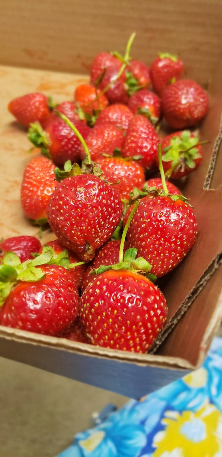 Bennys Berries | restaurant | 2136 N 100 Rd, Wellsville, KS 66092, USA | 9133136273 OR +1 913-313-6273