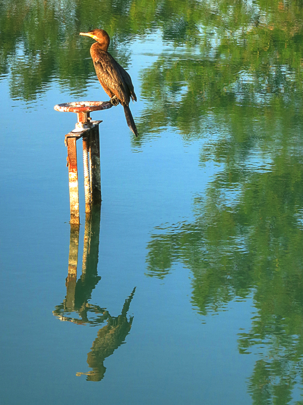 Fore Lakes Golf Course | restaurant | 1285 W 4700 S, Taylorsville, UT 84123, USA | 8012668621 OR +1 801-266-8621