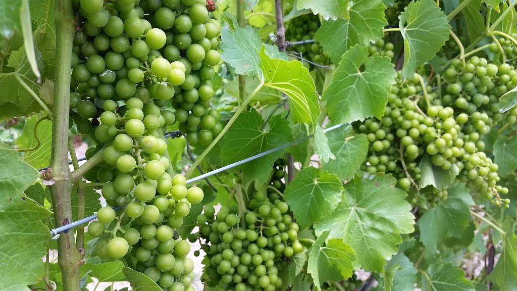 Waupoos Estates Winery & Restaurant | restaurant | 3016 County Road 8, Picton, ON K0K 2T0, Canada | 6134768338 OR +1 613-476-8338