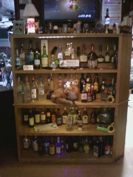 Foxys Restuarant and Lounge | restaurant | 51 N Meridian Rd, Youngstown, OH 44509, USA | 3307928000 OR +1 330-792-8000