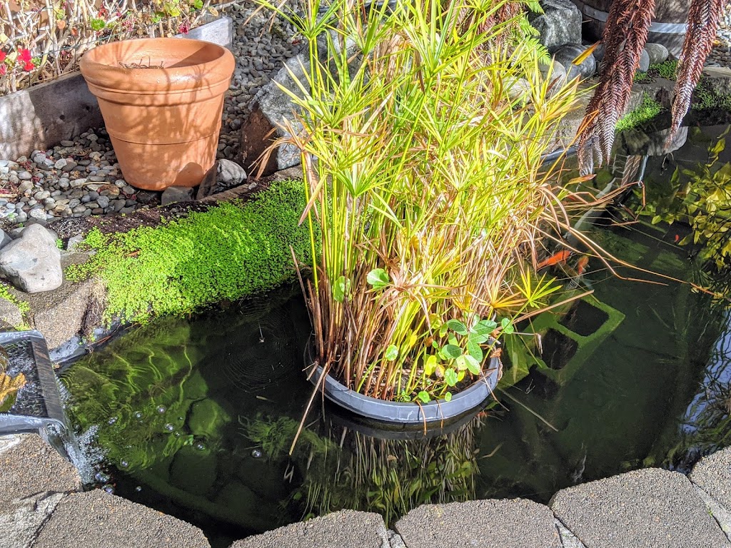 Kum-Yons Restaurant | restaurant | 835 S Broadway, Coos Bay, OR 97420, USA | 5412692662 OR +1 541-269-2662