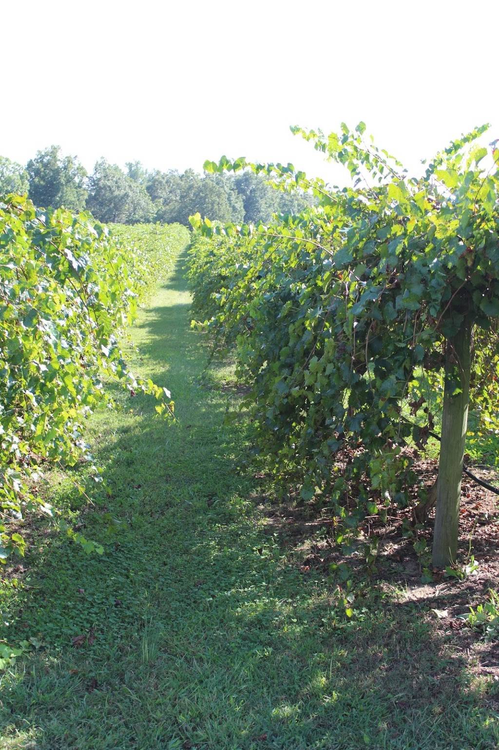 Gregory Vineyards | restaurant | 275 Bowling Spring Dr, Angier, NC 27501, USA | 9198947700 OR +1 919-894-7700