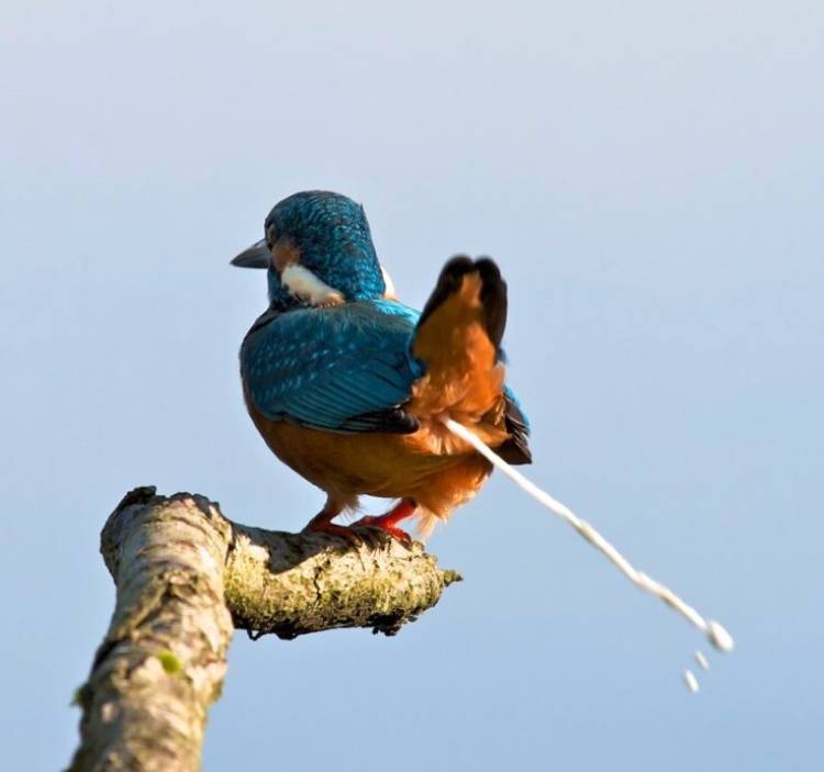 Pizza Hut | restaurant | 10207 China Spring Rd, Waco, TX 76708, USA | 2548361110 OR +1 254-836-1110