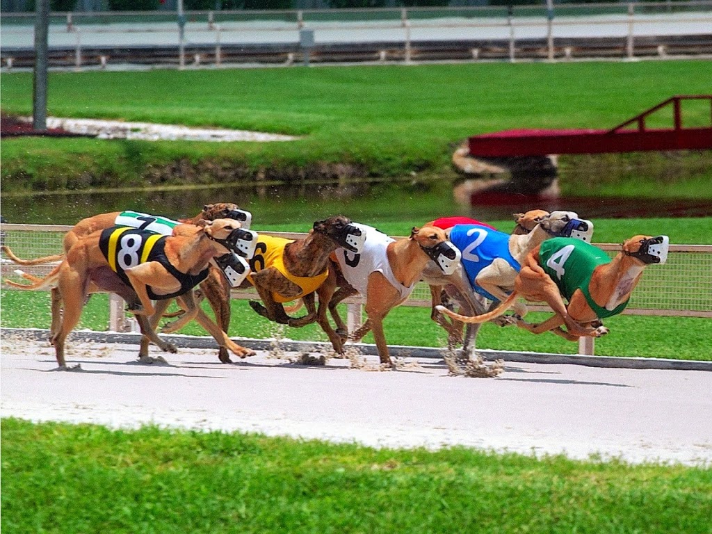 Derby Lane St Petersburg | restaurant | 10490 Gandy Blvd N, St. Petersburg, FL 33702, USA | 7278123339 OR +1 727-812-3339