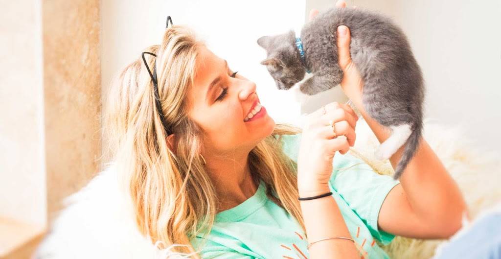 Purrfect Day Cat Cafe | restaurant | 1741 Bardstown Rd, Louisville, KY 40205, USA | 5029165051 OR +1 502-916-5051