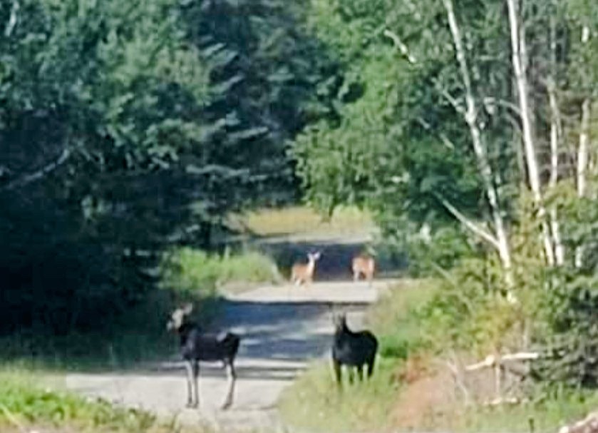 The Birches Resort | night club | 281 The Birches Rd, Rockwood, ME 04478, USA | 8008259453 OR +1 800-825-9453