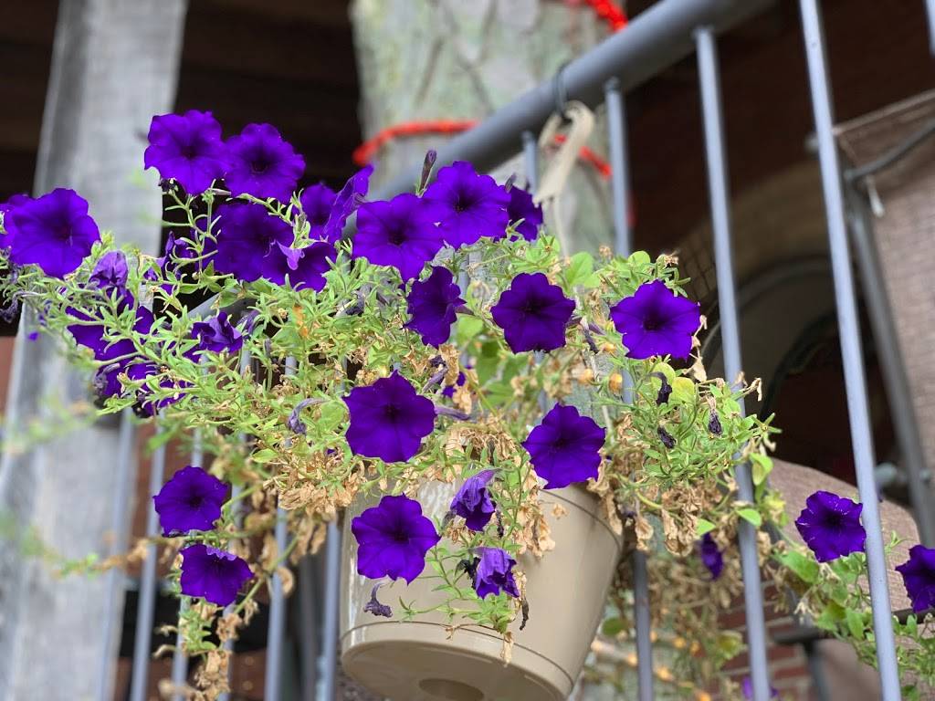 El Zocalo Authentic Mexican Cuisine | restaurant | 1100 Chicago Ave, Goshen, IN 46528, USA | 5745330330 OR +1 574-533-0330