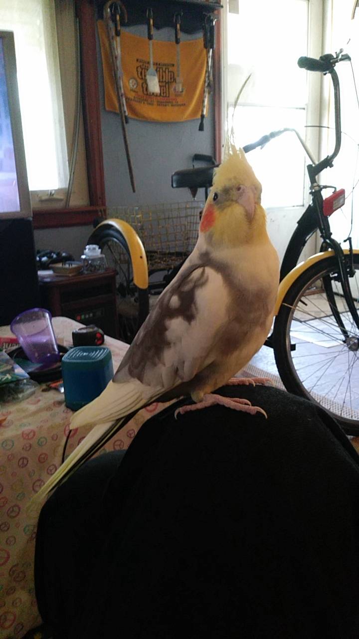 McDonalds | cafe | 620 N County Line St, Fostoria, OH 44830, USA | 4194352126 OR +1 419-435-2126