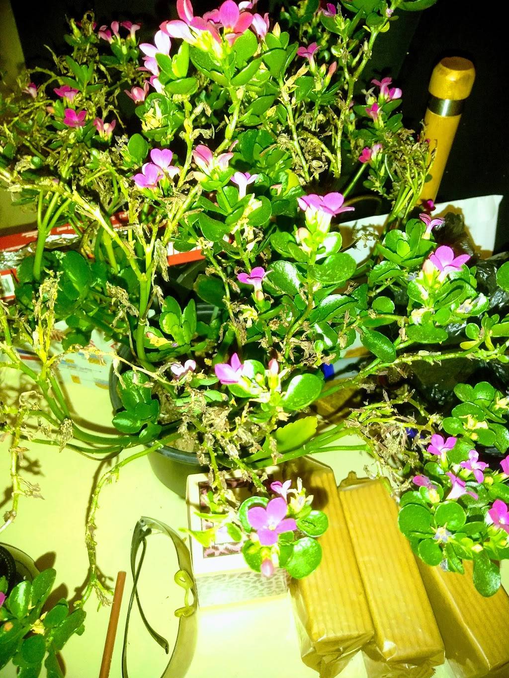 Nefertiti Restaurant & Banquet | restaurant | 1314 Quindaro Blvd, Kansas City, KS 66104, USA | 9133216677 OR +1 913-321-6677