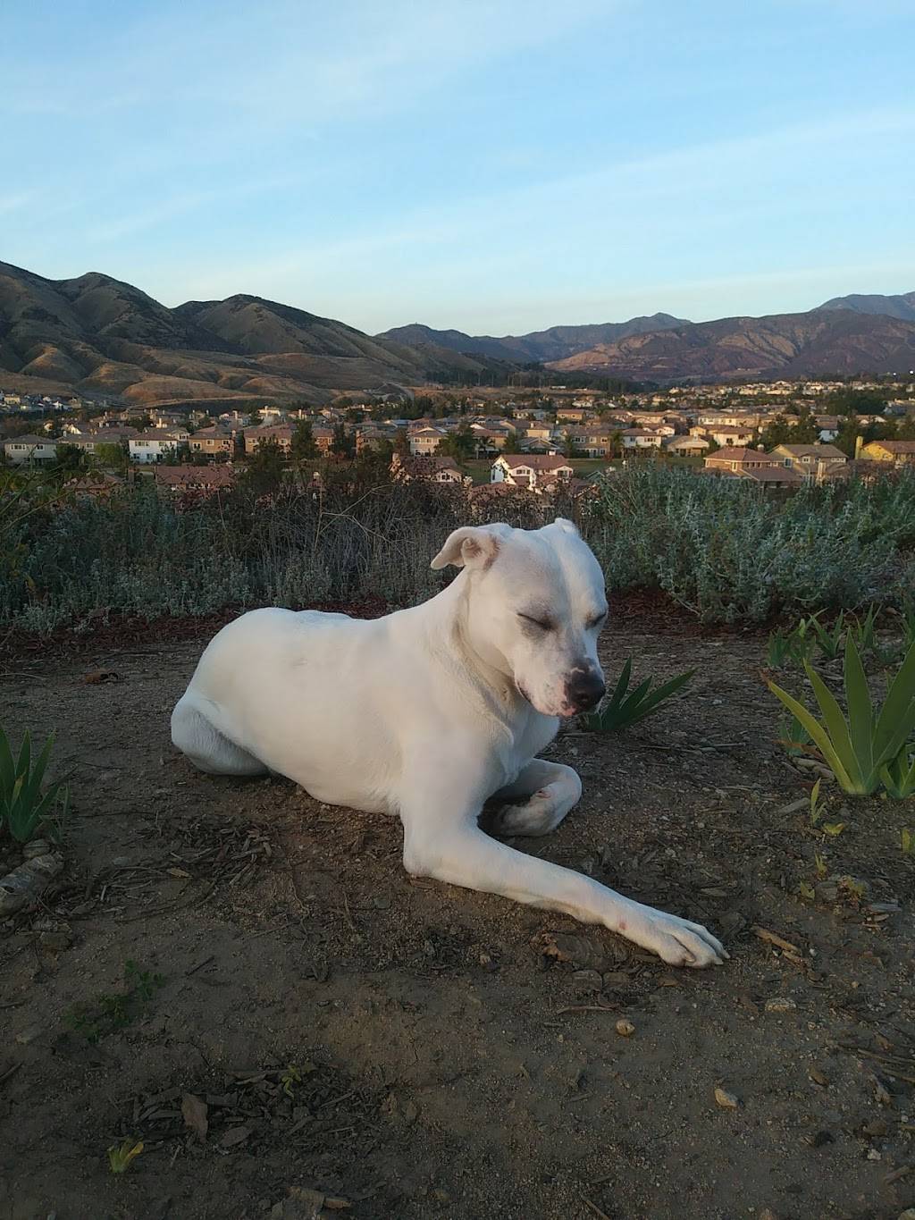 Starbucks | cafe | 34050 Yucaipa Blvd #200, Yucaipa, CA 92399, USA | 9097977224 OR +1 909-797-7224