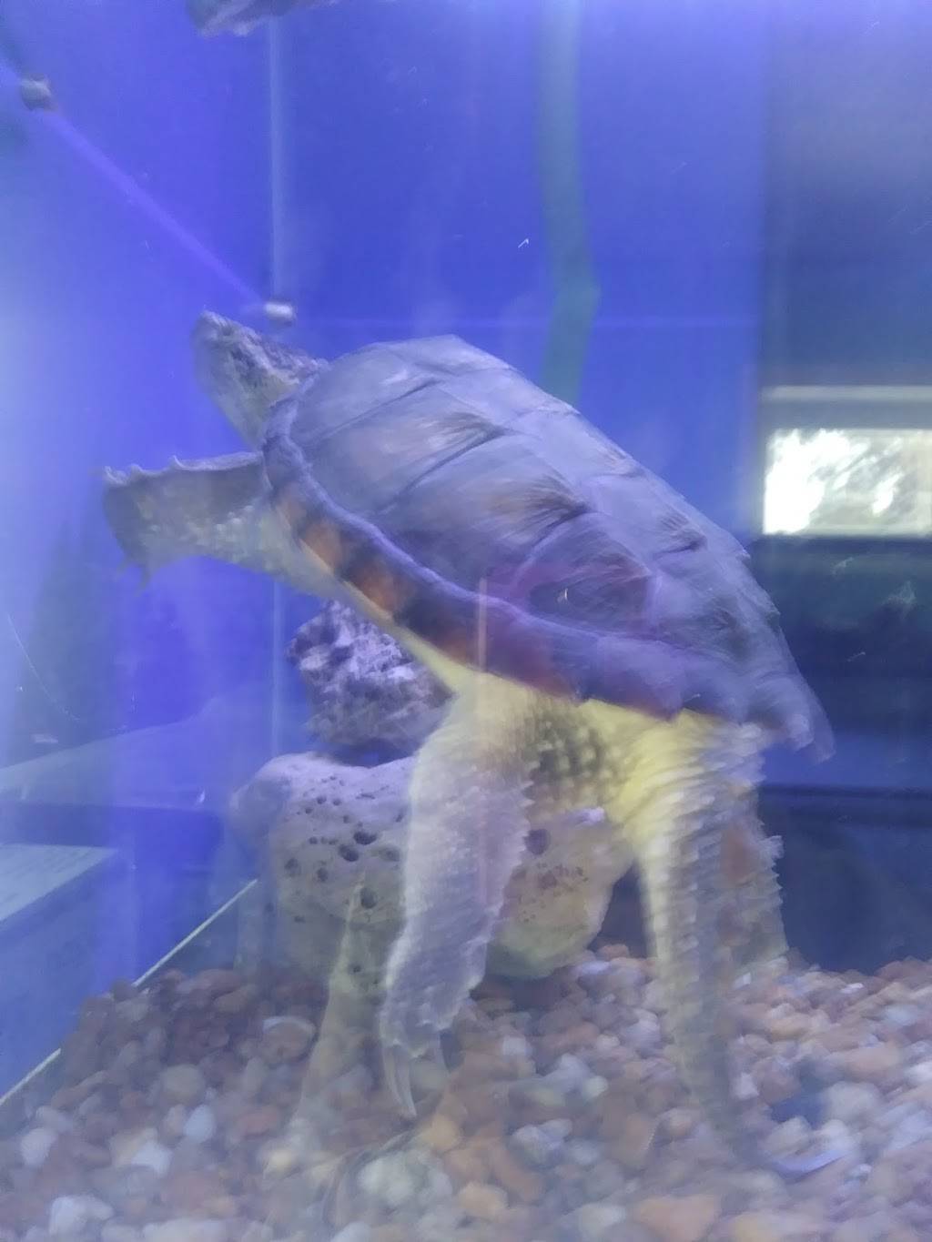 Maemi Peruvian Cuisine | restaurant | 3482 17th St, Sarasota, FL 34235, USA | 9413666585 OR +1 941-366-6585