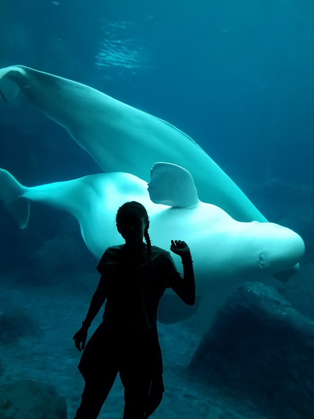 Café Aquaria | restaurant | 225 Baker St NW, Atlanta, GA 30313, USA | 4045814029 OR +1 404-581-4029