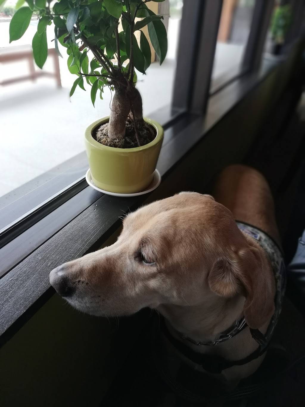 TELYS Chinese Restaurant | restaurant | 6450 N Wickham Rd #112, Melbourne, FL 32940, USA | 3214254638 OR +1 321-425-4638