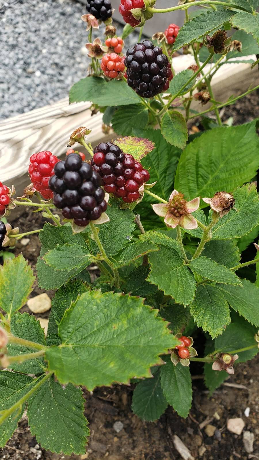 Walters BBQ Southern Kitchen | restaurant | 4501 Butler St, Pittsburgh, PA 15201, USA | 4126837474 OR +1 412-683-7474