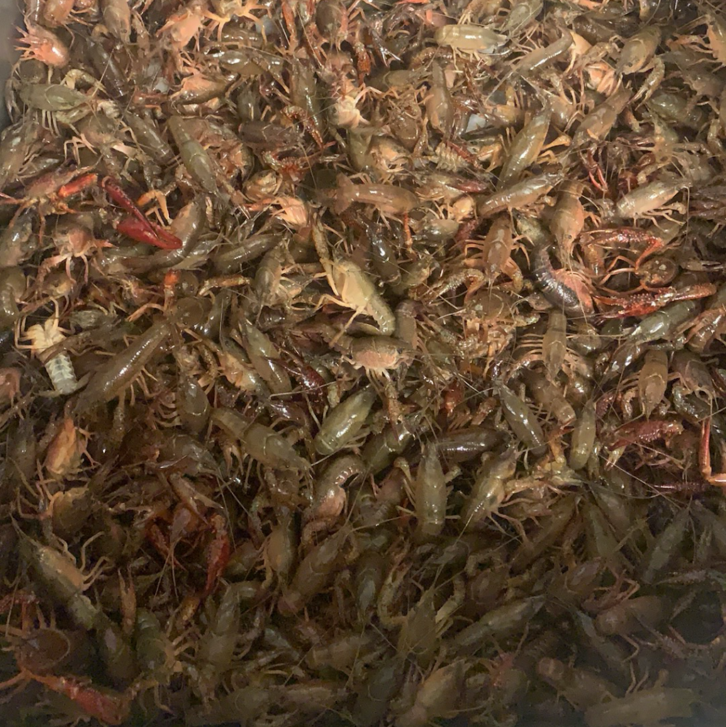 Lilys Seafood Bar And Grill | restaurant | 7817 College St, Beaumont, TX 77707, USA | 4095544421 OR +1 409-554-4421