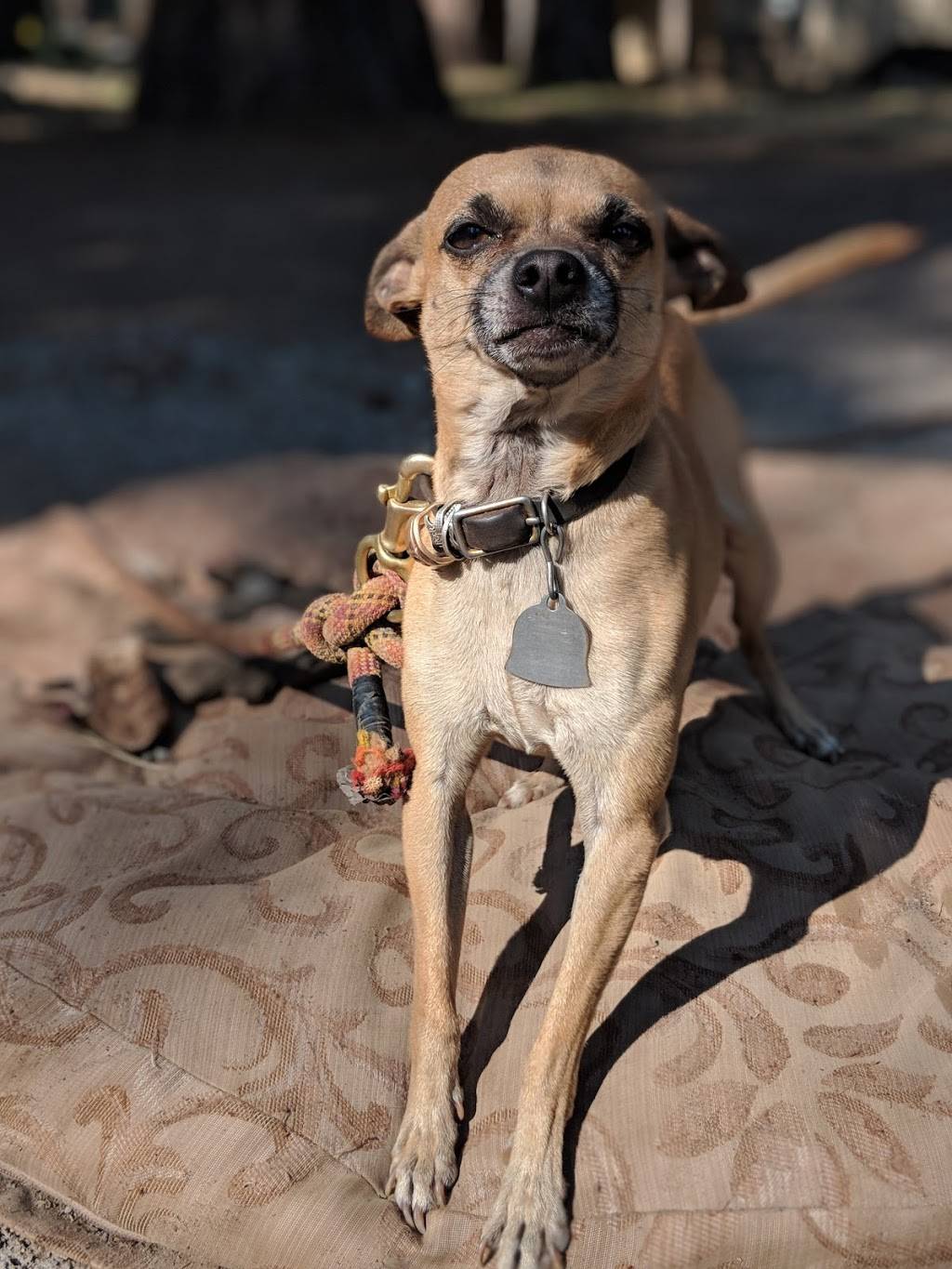 Buckeye Restaurant | restaurant | 7460 Wentworth Springs Rd, Georgetown, CA 95634, USA | 5303332600 OR +1 530-333-2600