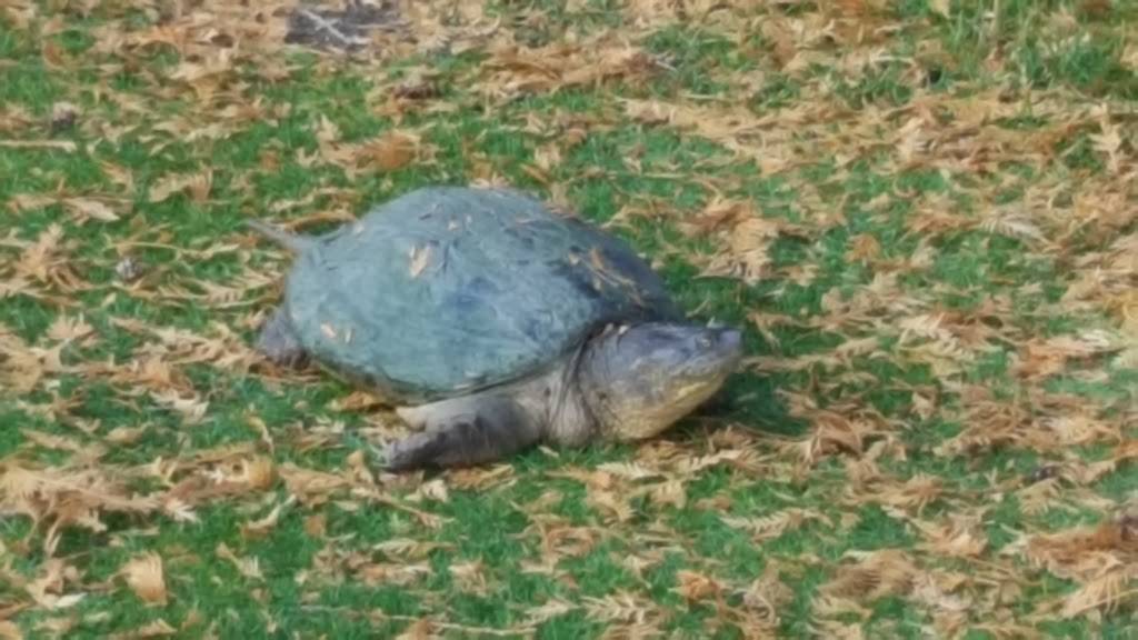 Marlwood Golf & Country Club | restaurant | 31 Marlwood Ave, Wasaga Beach, ON L9Z 1S8, Canada | 7053525600 OR +1 705-352-5600