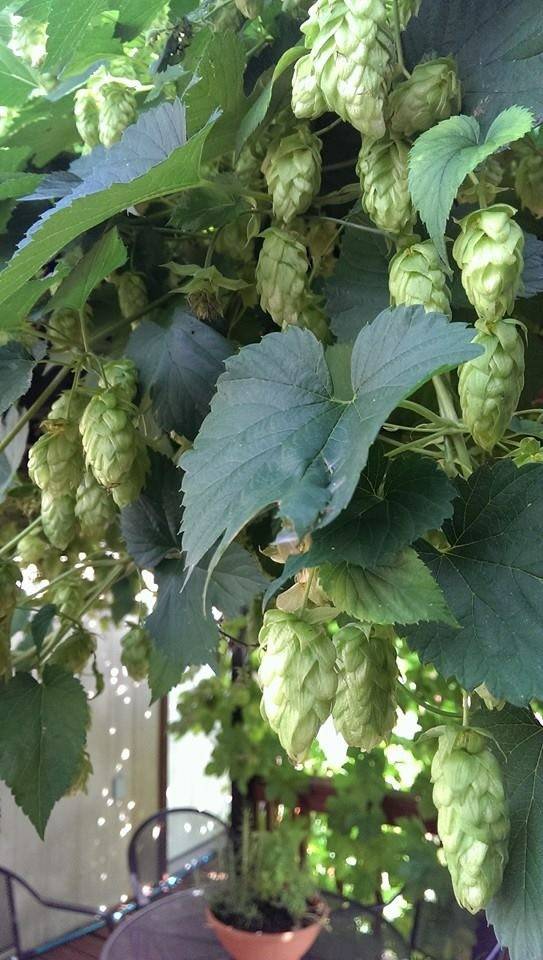 Black Bear Pub & Grille, Stone lake, WI | meal takeaway | 16877 W Main St, Stone Lake, WI 54876, USA | 7158656565 OR +1 715-865-6565